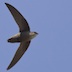 A swift